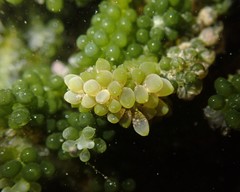 Sacoproteus smaragdinus