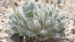 Arctomecon californica