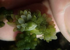 Sacoproteus smaragdinus
