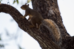 Sciurus niger limitis
