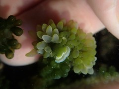 Sacoproteus smaragdinus