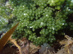 Caulerpa geminata