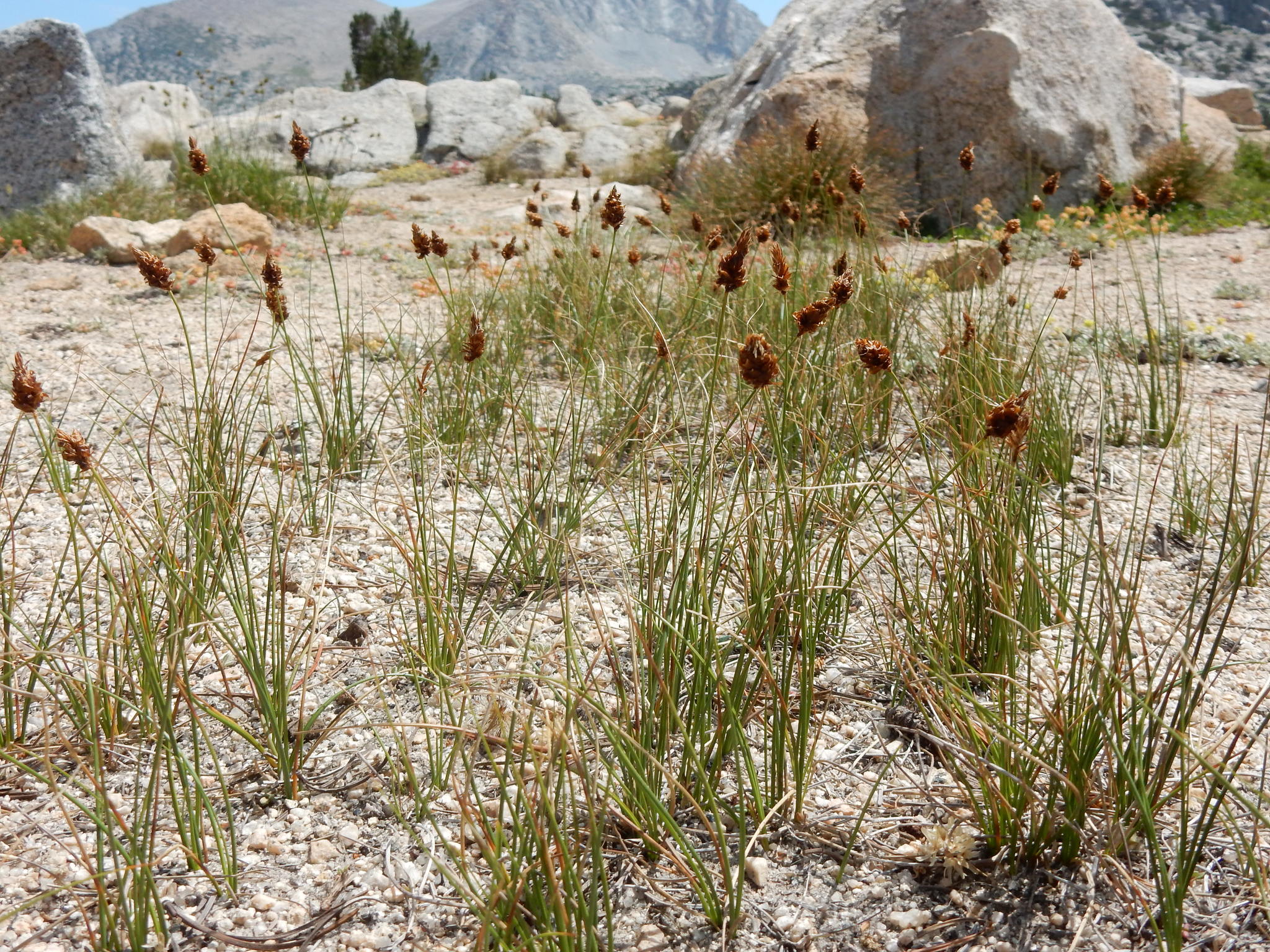 Carex breweri