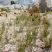 Carex breweri - Photo (c) Matt Lavin,  זכויות יוצרים חלקיות (CC BY-SA)