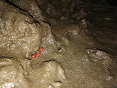 Optediceros breviculum