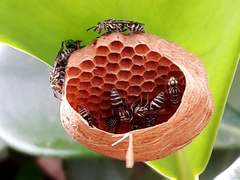 Protopolybia exigua