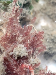 Pterosiphonia