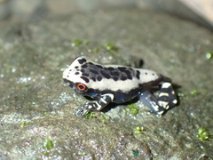 Osteocephalus mimeticus