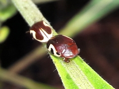 Chelonarium ornatum