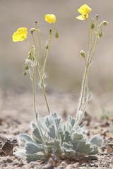 Arctomecon californica