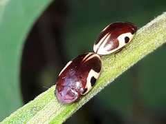 Chelonarium ornatum
