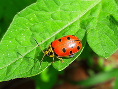 Alagoasa nigromaculata