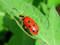 Alagoasa nigromaculata