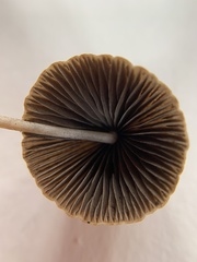 Psathyrella gracilis