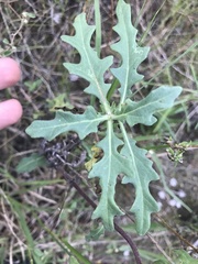 Tetragonotheca texana