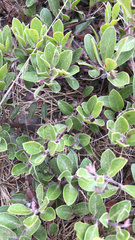 Arctostaphylos franciscana