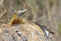 Pseudocordylus melanotus