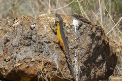 Pseudocordylus melanotus