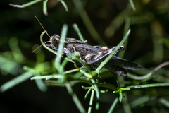 Melanoplus complanatipes
