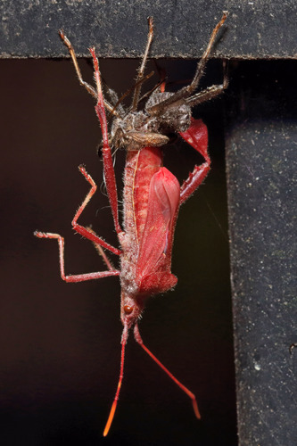 Eastern leaf-footed bug