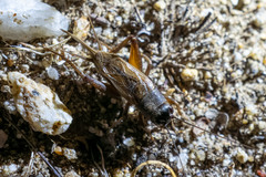 Gryllus multipulsator