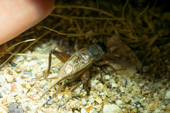 Gryllus multipulsator