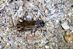 Gryllus multipulsator
