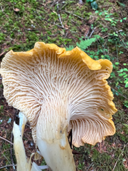 Cantharellus cascadensis