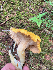 Cantharellus cascadensis