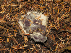 Bionectriaceae