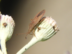 Althos
