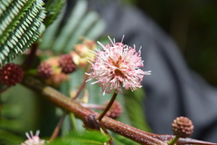 Leucaena diversifolia