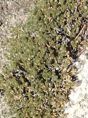 Selaginella eremophila