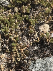 Selaginella eremophila