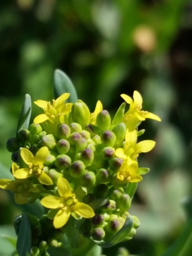 Myagrum