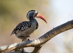 Southern Red-Billed Hornbill photo 5