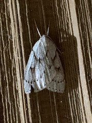 Philedia punctomacularia