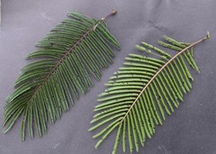 Leucaena diversifolia