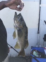 Sebastes serranoides