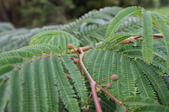 Leucaena diversifolia