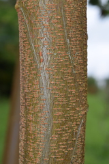 Leucaena diversifolia