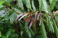 Leucaena diversifolia