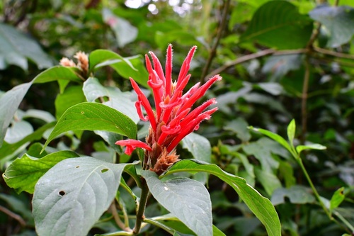 Red Aphelandra