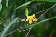 Mandevilla subsagittata