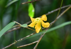 Mandevilla subsagittata
