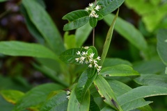 Metastelma schlechtendalii