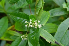 Metastelma schlechtendalii