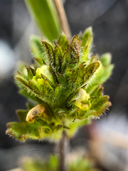 Euphrasia subarctica