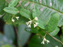 Metastelma schlechtendalii