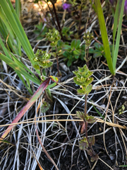 Euphrasia subarctica